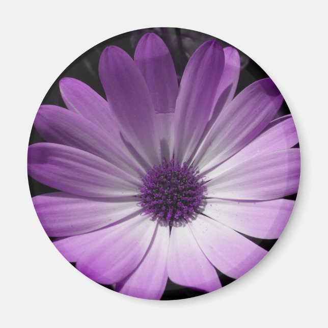 Lila Daisy Blume Magnet (Vorne)
