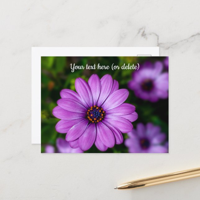 Lila Daisy Blume Postkarte (Vorderseite/Rückseite Beispiel)