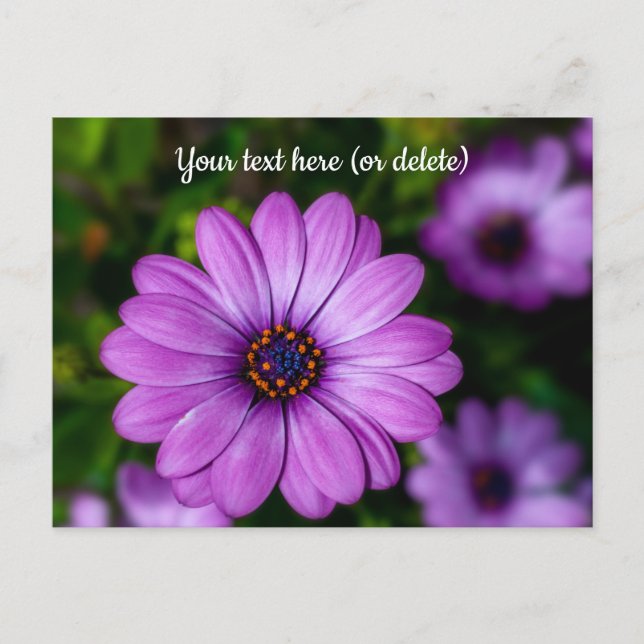 Lila Daisy Blume Postkarte (Vorderseite)