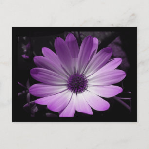 Lila Daisy Blume Postkarte