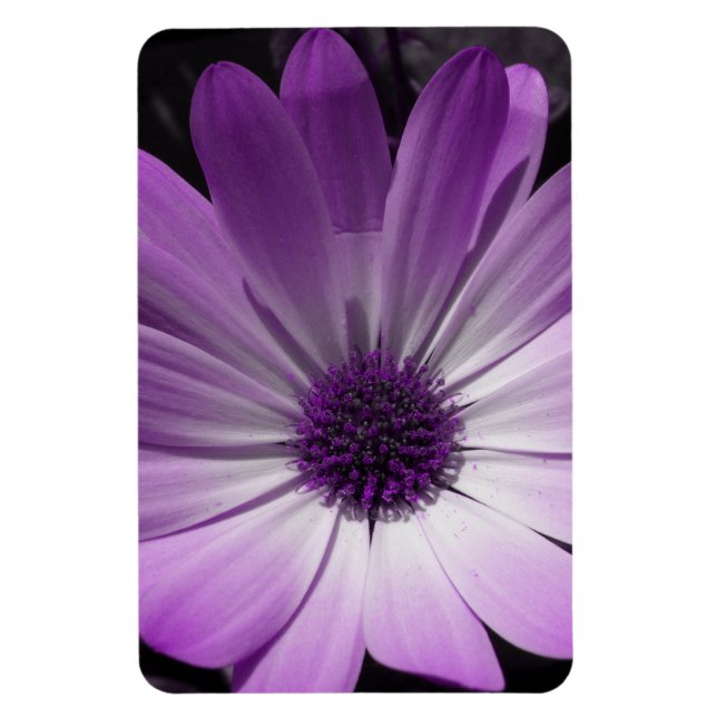 Lila Daisy Blume Premium Magnet (Vertikal)