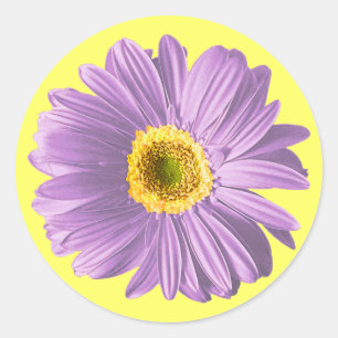 Lila Daisy-Blume Runder Aufkleber
