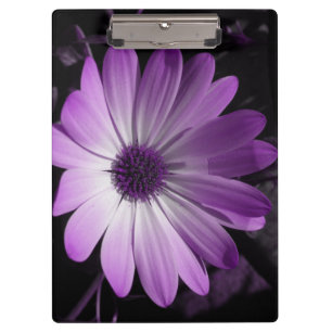 Lila Daisy-Blume-Zwischenablage Klemmbrett