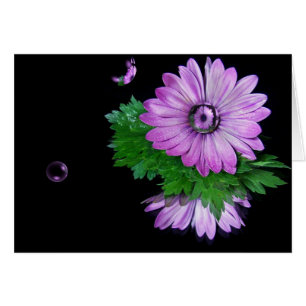 Lila Daisy Reflection