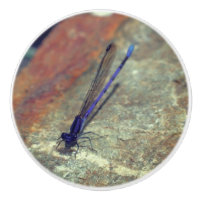 Lila Damselfly auf dem Felsen Nah nach oben