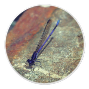 Lila Damselfly auf dem Felsen Nah nach oben Keramikknauf
