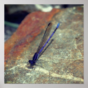 Lila Damselfly auf dem Felsen Nah nach oben Poster