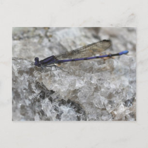 Lila Damselfly auf der Natur des Quarzfelsens Postkarte