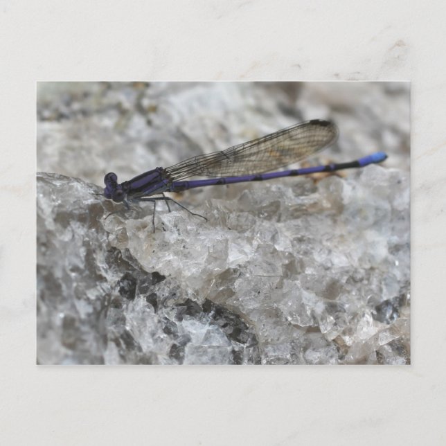 Lila Damselfly auf der Natur des Quarzfelsens Postkarte (Vorderseite)
