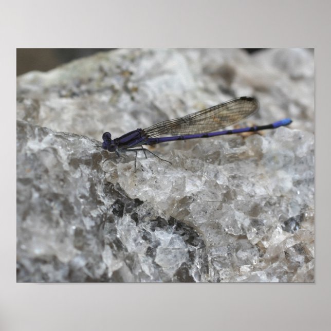 Lila Damselfly auf Quarzfelsinsekt Poster (Vorne)