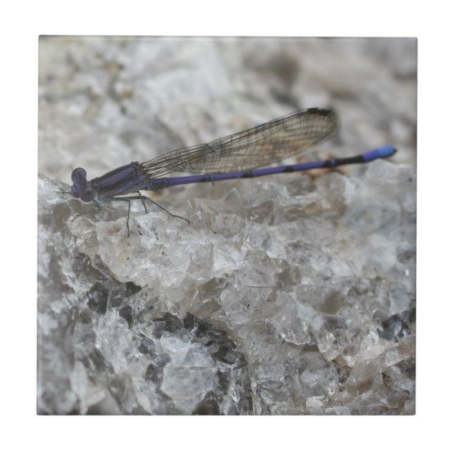 Lila Damselfly auf Quarznatur Fliese (Vorderseite)