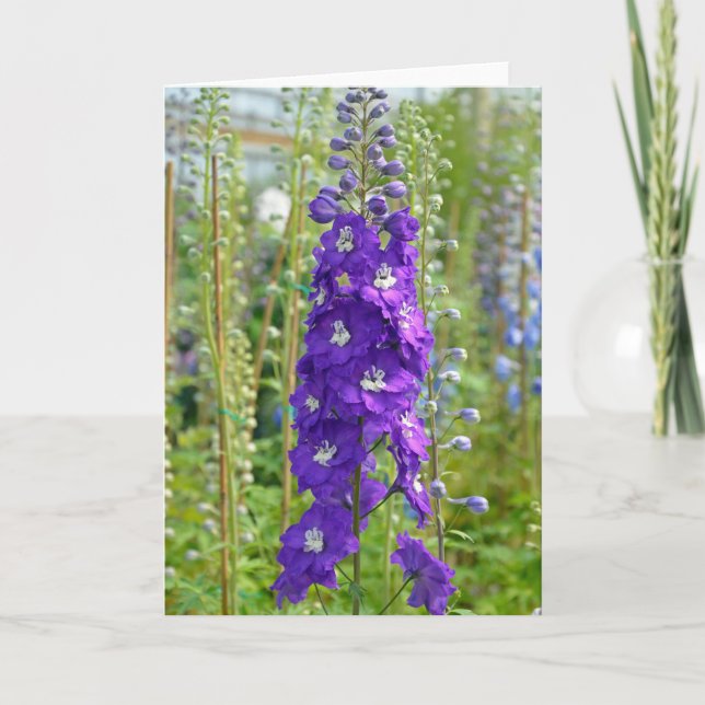 Lila Delphinium-Blume bedrucken Grußkarte Karte (Vorderseite)