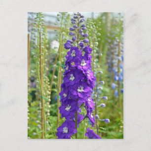 Lila Delphinium-Blume drucken Postkarte