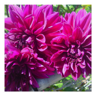 Lila Dhalia Blume Perfektes Poster