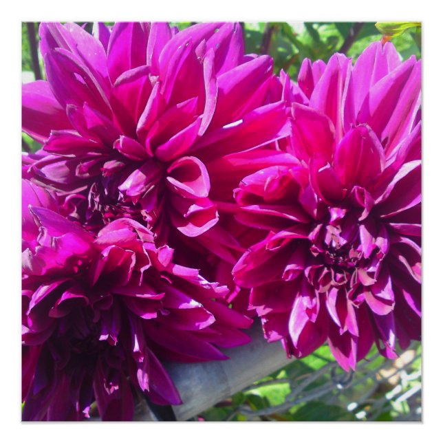 Lila Dhalia Blume Perfektes Poster (Vorderseite)