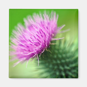 Lila Distel-Blume Magnet