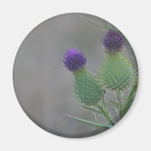 Lila Disteln Magnet