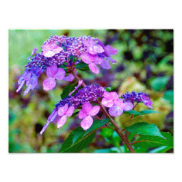 Lila Drehung und Shout Hydrangea-Blume Fotodruck