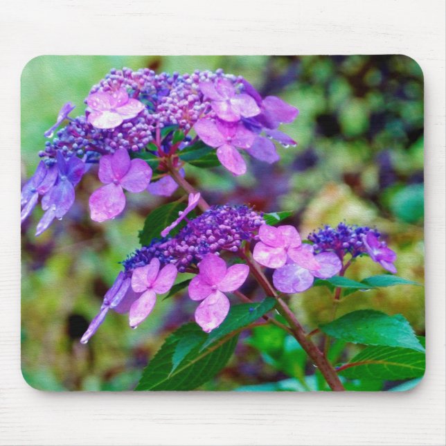 Lila Drehung und Shout Hydrangea-Blume Mousepad (Vorne)