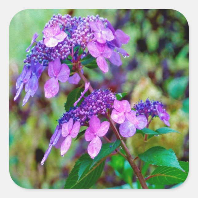 Lila Drehung und Shout Hydrangea-Blume Quadratischer Aufkleber (Vorderseite)