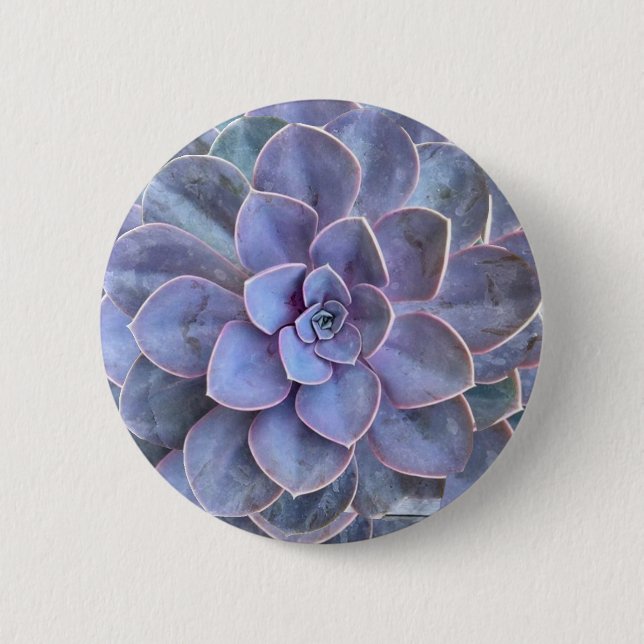 Lila Echeveria-Sukkulatur Button (Vorderseite)