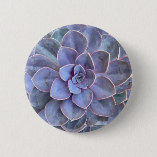 Lila Echeveria-Sukkulatur Button
