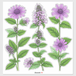 Lila Echinacea-Blüten mit grünen Blättern Aufkleber