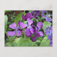 Lila Ehrlichkeit Blume