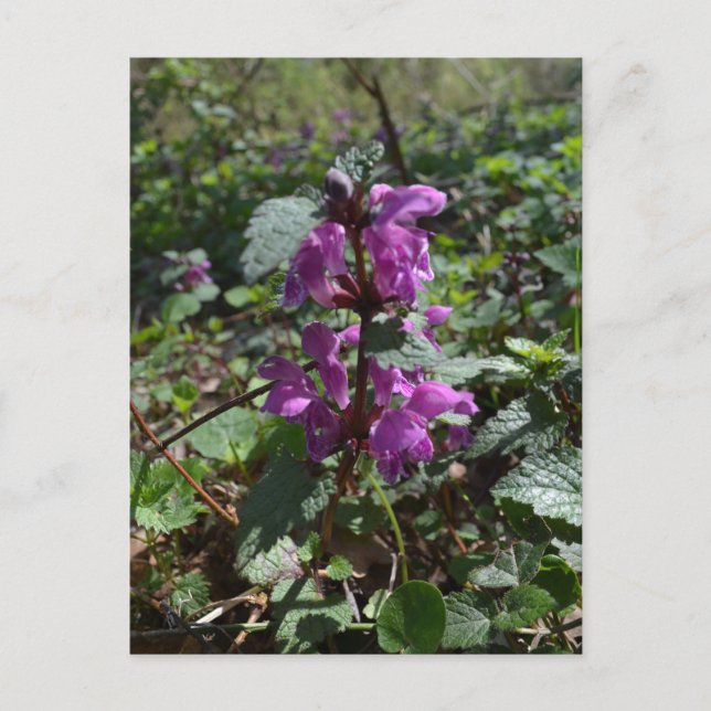 Lila Erzengel (Lamium purpureum) in Blüte Postkarte (Vorderseite)