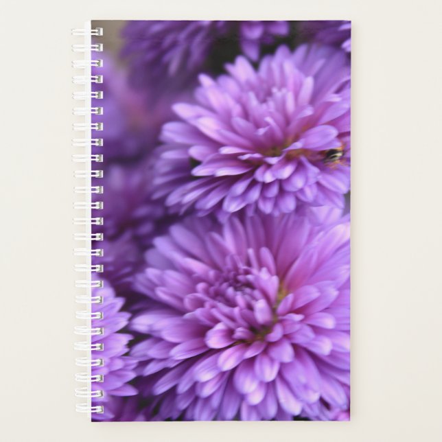 Lila Fall Mum Petal Foto Planer (Vorderseite)