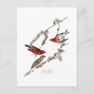 Lila Finch John James Audubon Birds of America Postkarte