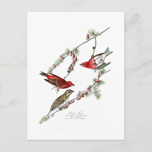 Lila Finch John James Audubon Birds of America Postkarte (Vorderseite)