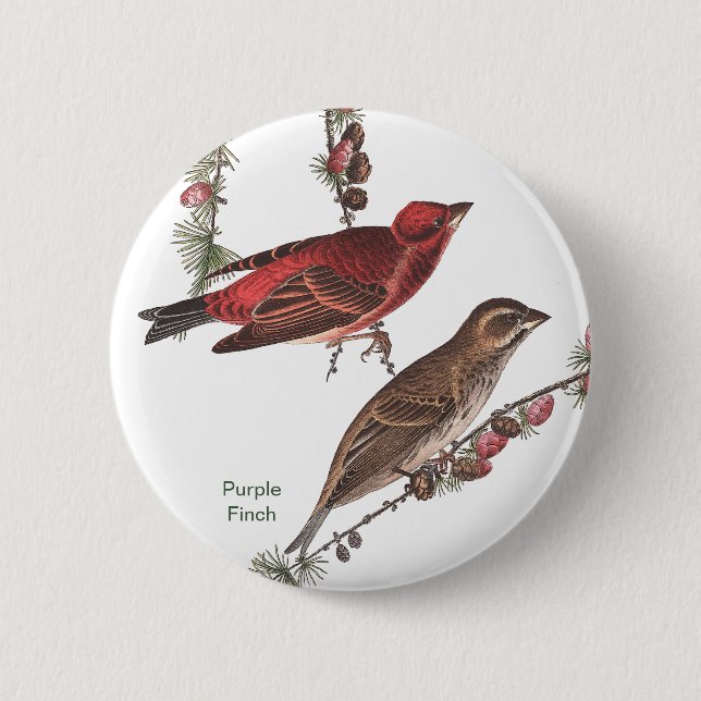 Lila Finch, John James Audubon, Birdwatcher Bird Button (Vorderseite)