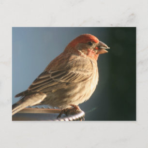 Lila finster Bird Foto Postkarte