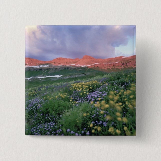 Lila Fleaban (Erigeron peregrinus) und Gelb Button (Vorderseite)