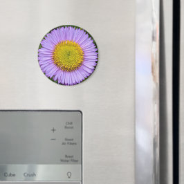 Lila Fleabane Daisy Floral Magnet