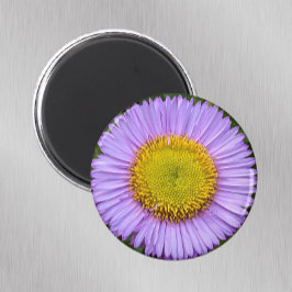 Lila Fleabane Daisy Floral Magnet