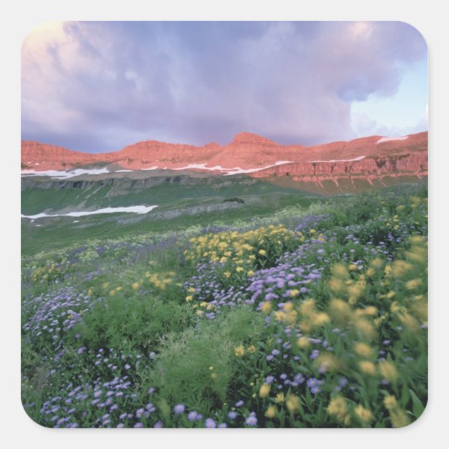 Lila Fleabane (Eigeron peregrinus) und Gelb Quadratischer Aufkleber (Vorderseite)