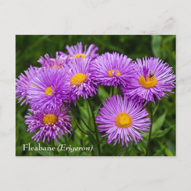 Lila Fleabane (Erigeron) Blume Postkarte (Vorderseite)