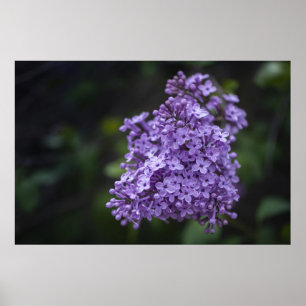 Lila Fliederblüten Makrofotografie Poster