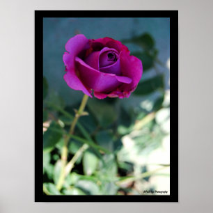 Lila Florale Rose Poster