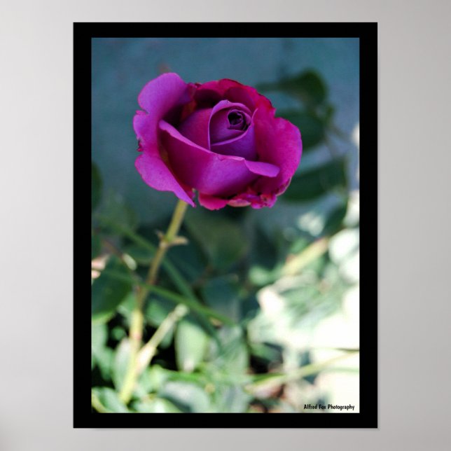 Lila Florale Rose Poster (Vorne)