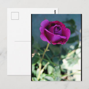 Lila Florale Rose Postkarte
