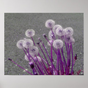 Lila Fluffy Dandelions Abstrakte Blume Poster