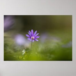 Lila Foto der Windblumen Poster