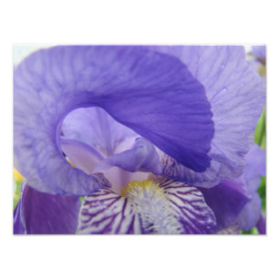 Lila Fotografien von Iris Flower Fotodruck