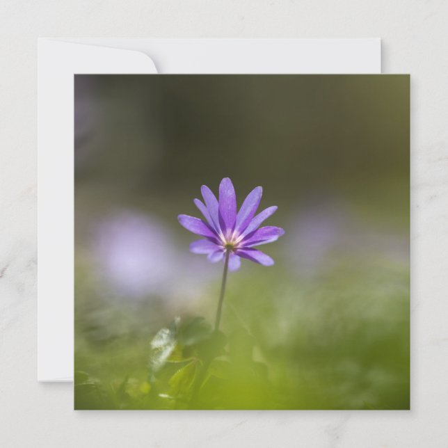 Lila Fotokarte für die Windblume (Vorderseite)