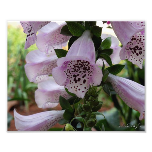 Lila Foxglove Fotodruck (Vorne)
