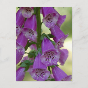 Lila Foxglove Postkarte