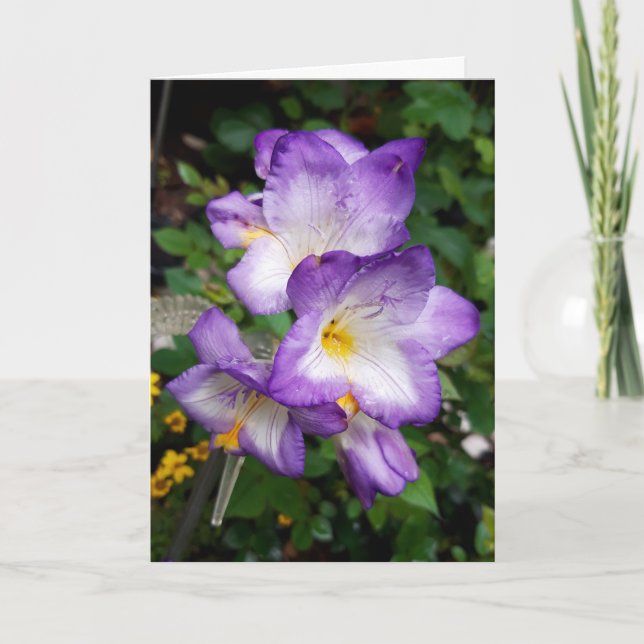 Lila Freesia Blume Card Karte (Vorderseite)